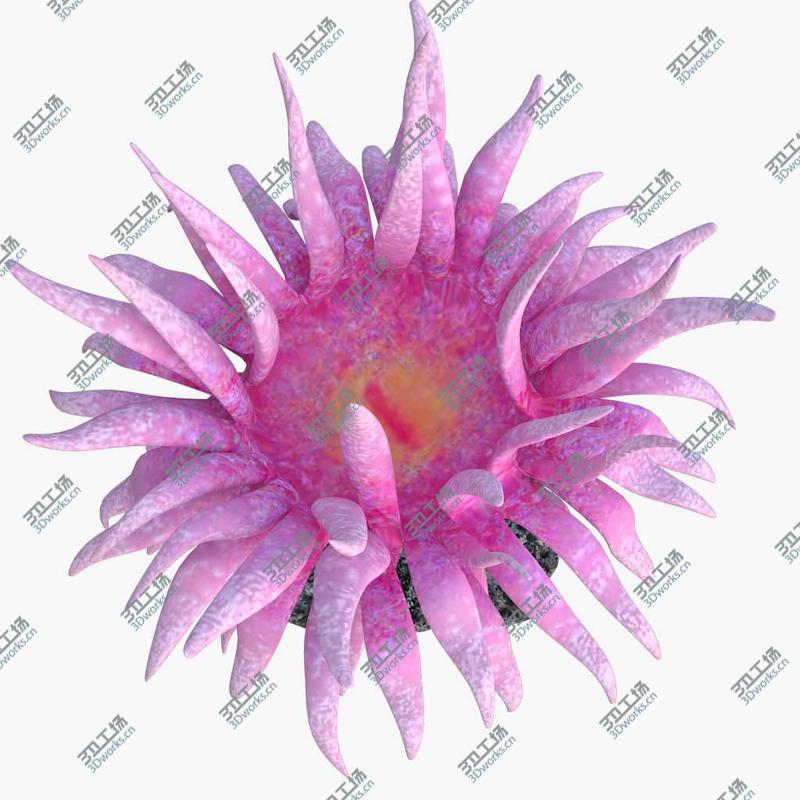 images/goods_img/20210113/corals collection 3D model/5.jpg